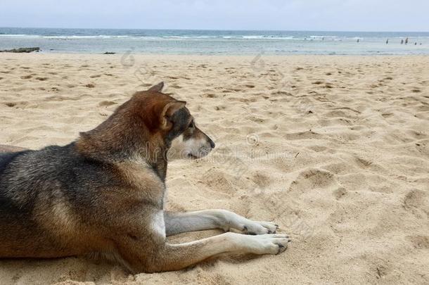 怀旧的狗向泰国海滩