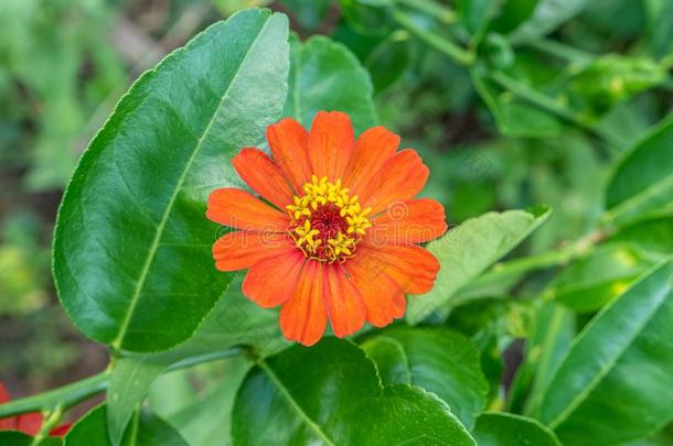 花<strong>百日</strong>草属植物花,关在上面桔子<strong>百日</strong>草属植物花