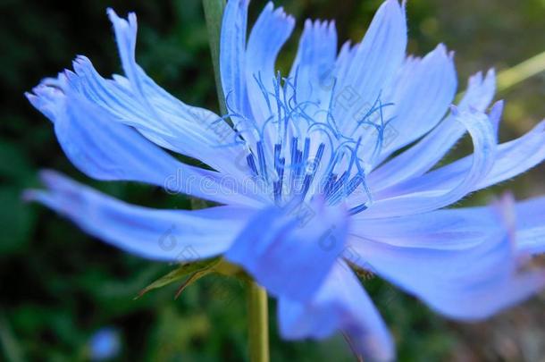 <strong>菊苣</strong>属内特布斯,<strong>菊苣</strong>普通的,明亮的蓝色野花,雨衣
