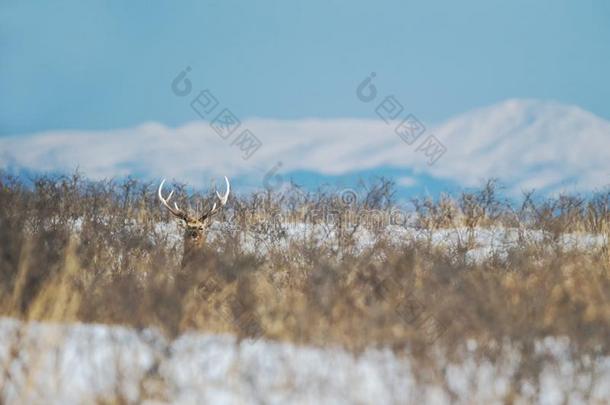 梅花鹿鹿鹿属日本耶索向下雪的风景,山