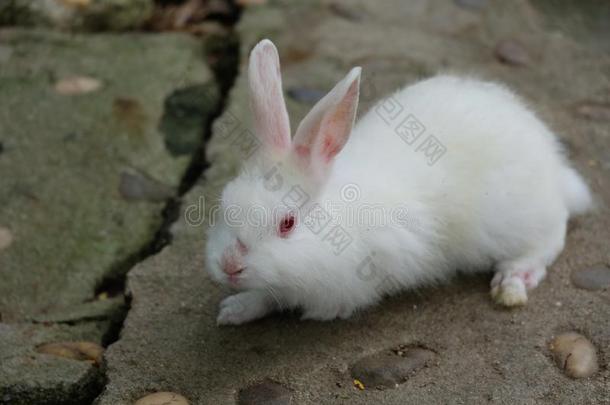 一漂亮的白色的兔子向地面