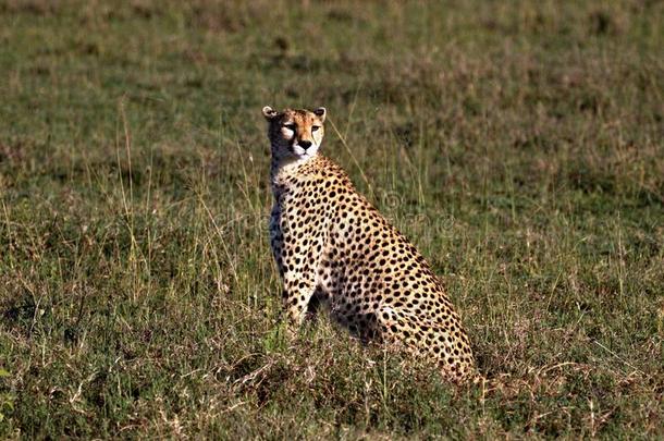 非洲猎豹,Serengeti平原of坦桑尼亚坦桑尼亚的塞伦盖蒂平原平原,坦桑尼亚,非洲
