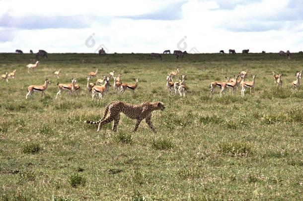 非洲猎豹,Serengeti平原of坦桑尼亚坦桑尼亚的塞伦盖蒂平原平原,坦桑尼亚,非洲