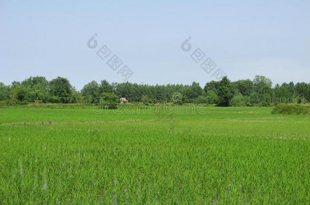 绿色的稻稻田春季.有机的稻田s或稻田