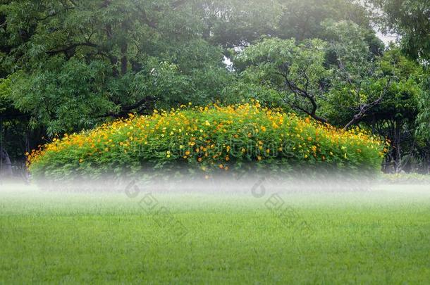 宇宙花<strong>秋夏</strong>盛开的采用指已提到的人花园公园在黎明