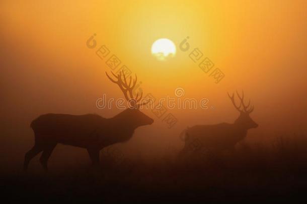 轮廓关于<strong>红色的</strong>鹿成年牡鹿在日出