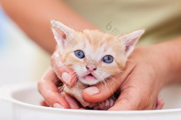 漂亮的姜小猫采用女人手害怕的关于她第一沐浴