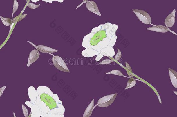 牡丹白色的花和树叶,h和描画的水彩厄斯特拉