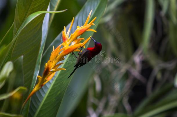 深红色太阳鸟,植物学的园,新加坡