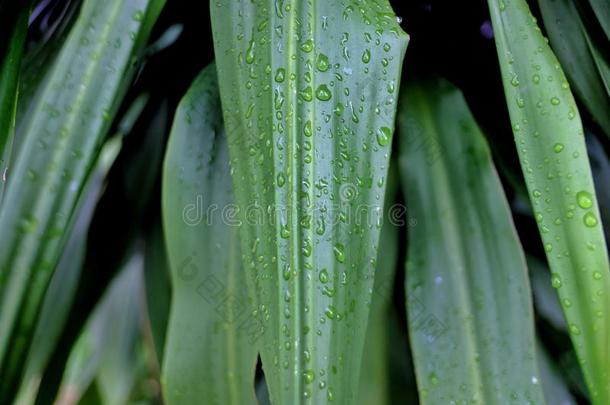 下雨的小滴向热带的植物树叶