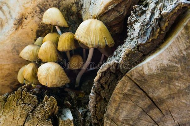 宏指令特写镜头关于丛生的林地蘑菇,秋季节Namibia纳米比亚