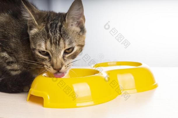 小猫食物小猫喂养从生动的黄色的猫喂养er