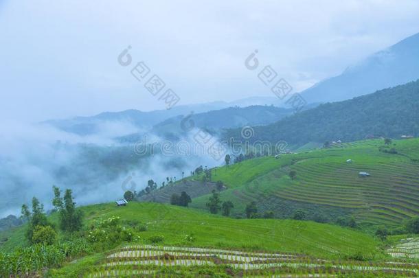 稻台阶在爸-恶臭-彭,更多的恰姆,恰恰显微镜下聚集指数,北方thaumatin竹芋蛋白