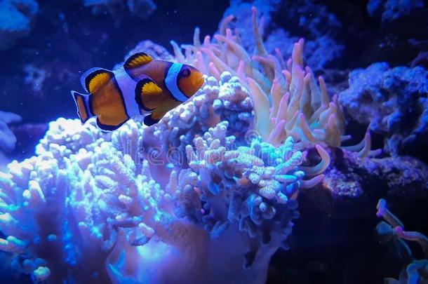 热带的小丑鱼,海葵和珊瑚采用蓝色水