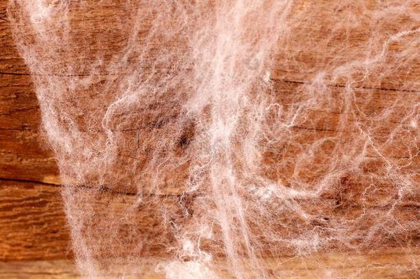 万圣节前夕背景和装饰的令人毛骨悚然的蜘蛛网.