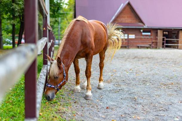 美丽的棕色的马.