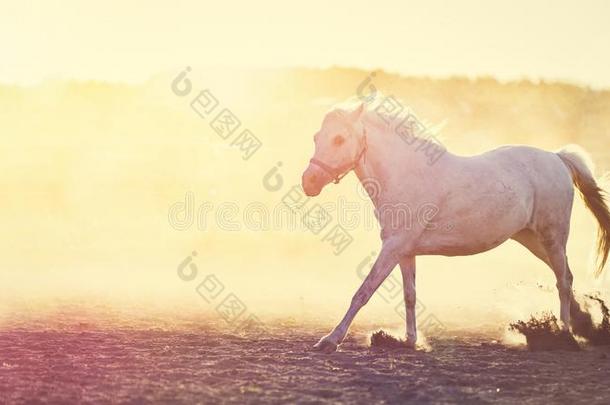 白色的马跑步向指已提到的人沙在日落