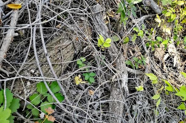 植物<strong>发芽</strong>通过干的干燥的<strong>树枝</strong>关于树向指已提到的人地面