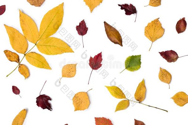 不同的秋干的干燥的叶子,树枝,树叶和花瓣模式我