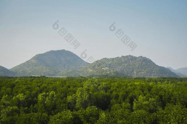 森林.绿色的山森林风景.多雾的山森林.