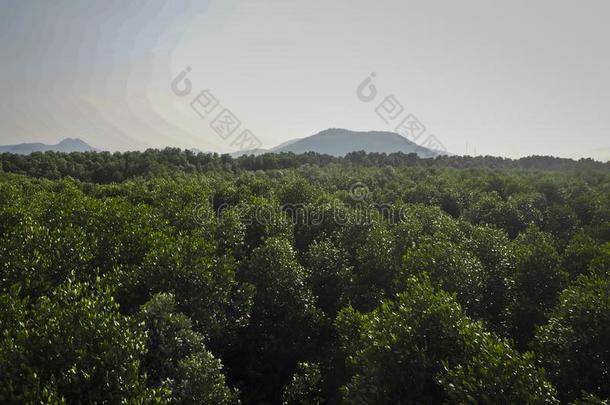 森林.绿色的山森林风景.多雾的山森林.