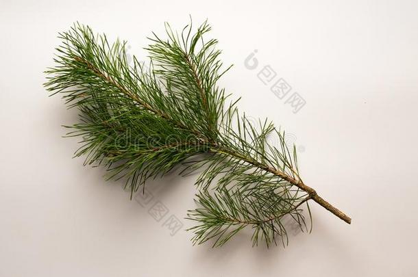 圣诞节树,绿色的葱翠的,<strong>松树</strong>冷杉,<strong>松树</strong>树枝,<strong>松树</strong>树,where哪里