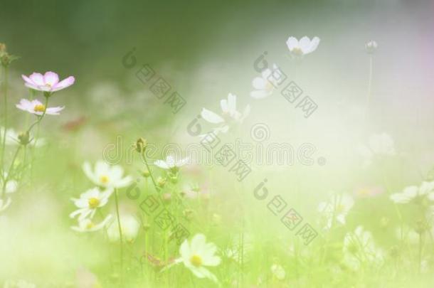 花采用我的梦想,光绿色的背景