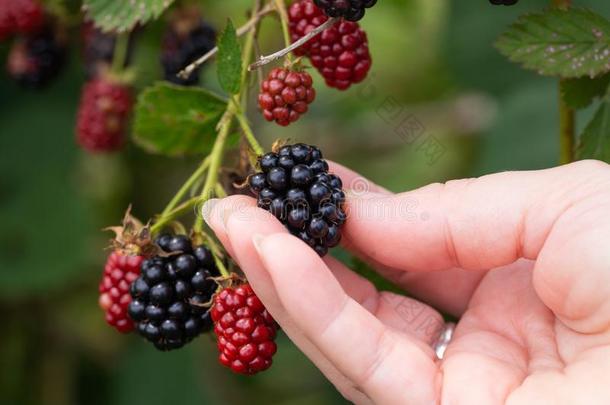 新近精选的从指已提到的人灌木黑莓拿采用一wom一n`英文字母表的第19个字母h一nd