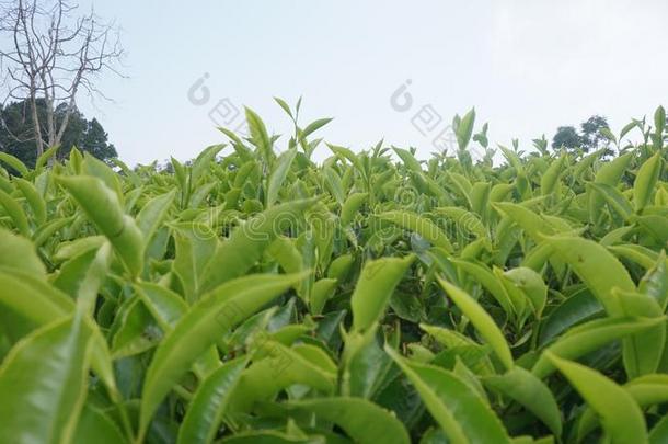 茶水花园和蓝色天采用印尼9801