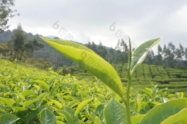 关在上面茶水树叶自然风景采用西爪哇印尼0988