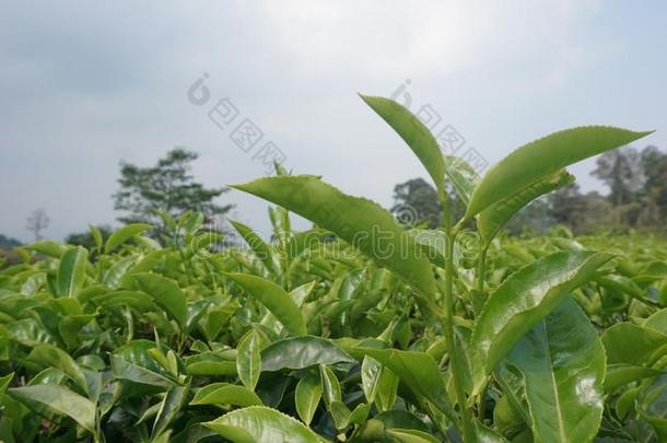 关在上面茶水树叶自然风景采用西爪哇印尼1790