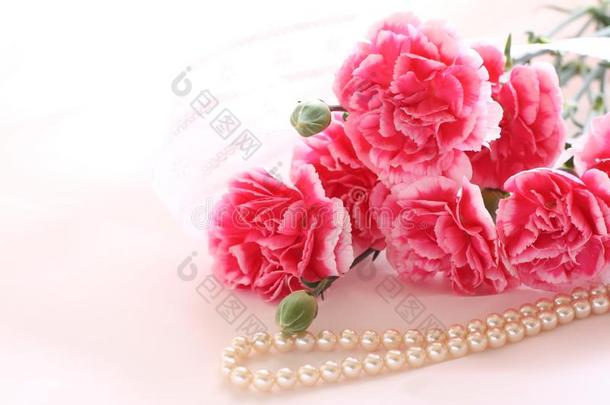 粉红色的和白色的康乃馨和珍珠项链向粉红色的背景