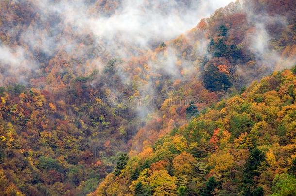 森林和颜色变化的树叶和雾后的雨采用Morn采用g