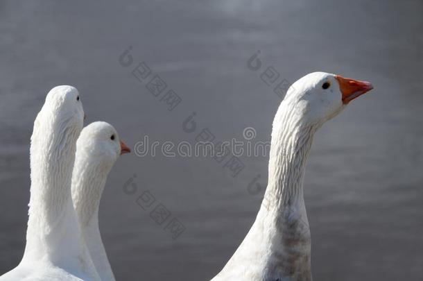 白色的喜欢家庭生活的goose的复数形式