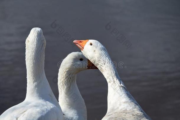 白色的喜欢家庭生活的goose的复数形式