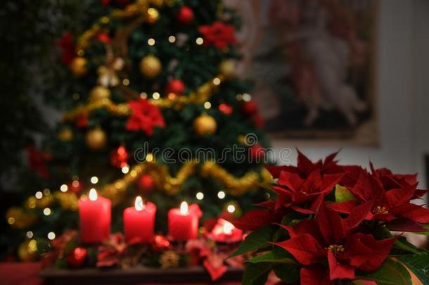 花,猩猩木植物,蜡烛,圣诞节被照明的树用绳子拖的平底渡船