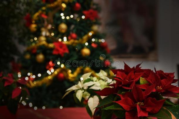圣诞节花,猩猩木植物,蜡烛,被照明的树背
