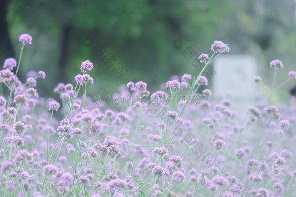 <strong>马鞭草</strong>属植物博纳利人阿根廷的<strong>马鞭草</strong>属的植物或紫檀<strong>马鞭草</strong>属的植物,Chile智利