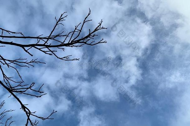 指已提到的人树树枝和白色的<strong>云</strong>向指已提到的人蓝色天背景,IvoryCoast象牙海岸