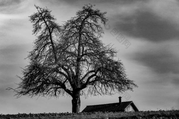 树和房屋向田在黑的和白色的