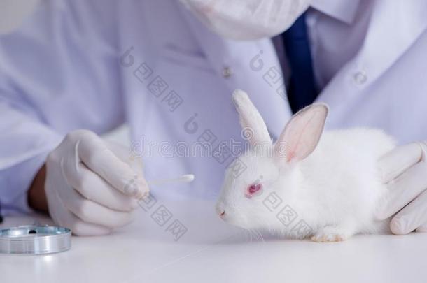 审查医生仔细检查兔子采用宠物医院