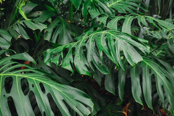 绿色的树叶关于蓬莱蕉爱树木的人,植物生长的采用神物<strong>铺子</strong>