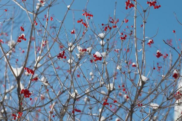 荚莲属的植物灌木和串关于红色的浆果
