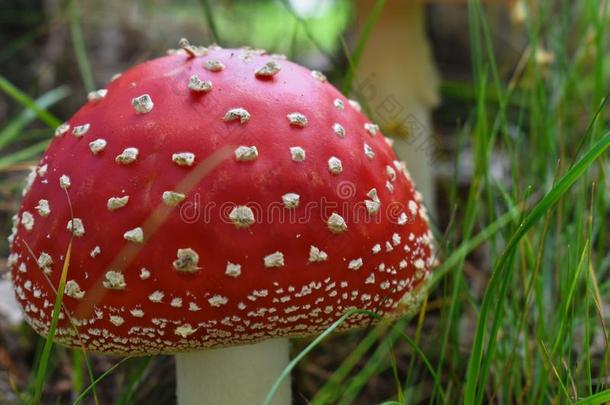 美丽的红色的童话式的飞蘑菇<strong>木耳</strong>