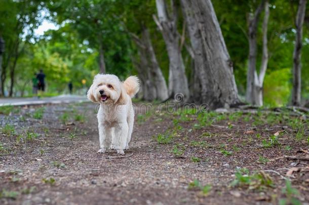 小狗狗,髦毛小狗小猎狗步行向公园,漂亮的白色的髦毛小狗三次