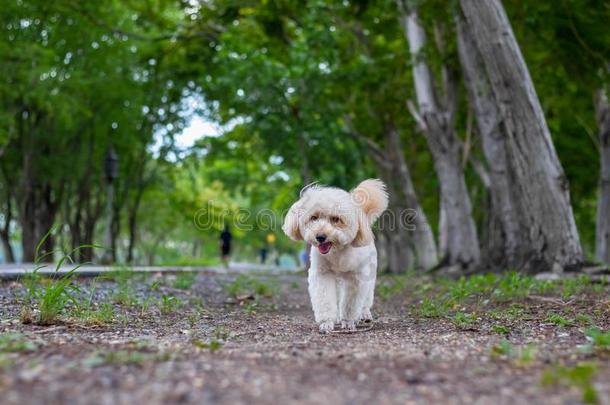 小狗狗,髦毛小狗小猎狗步行向公园,漂亮的白色的髦毛小狗三次