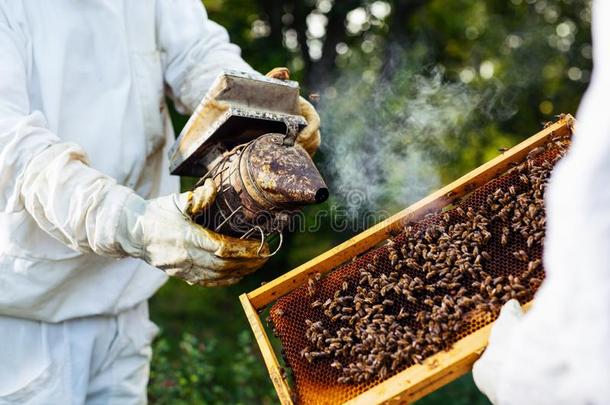 养蜂人吸烟蜂蜜蜜蜂和蜜蜂吸烟者向指已提到的人养蜂场