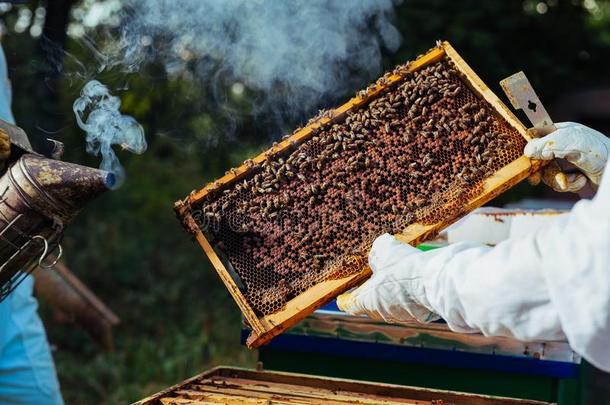 养蜂人吸烟蜂蜜蜜蜂和蜜蜂吸烟者向指已提到的人养蜂场