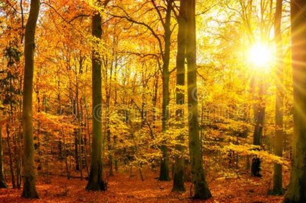 金森林全景画采用秋