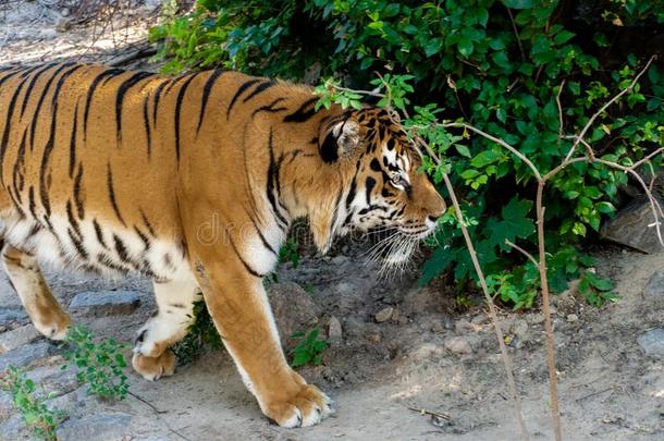 西伯利亚的老虎,也大家知道的同样地指已提到的人阿穆尔河老虎